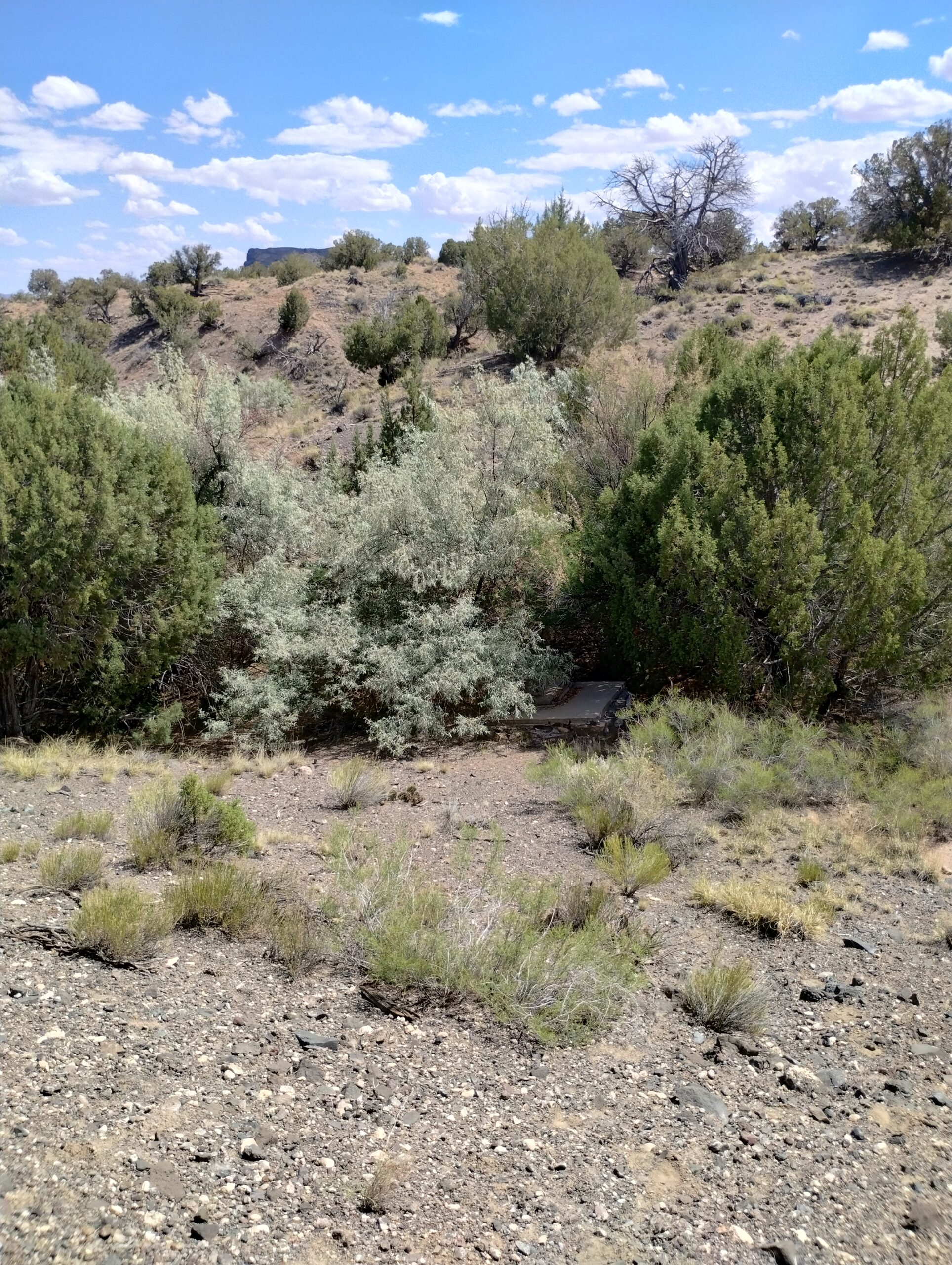 IMG_20250605_142913159_HDR
